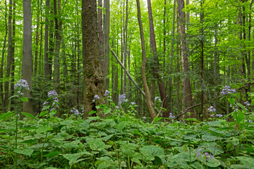 Lunaria rediviva, known as perennial honesty, is a hairy-stemmed perennial herb found throughout Europe. Unique forest beech ecosystem with flowering plants Lunaria rediviva.

