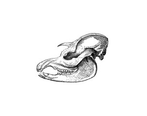 Illustration of a skull of do in popular encyclopedia from 1890