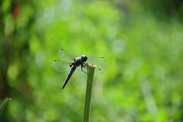 close up detail of dragonfly. dragonfly image is wild with green and bokeh background.