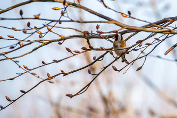 Stieglitz auf einem Zweig in einer Rotbuche