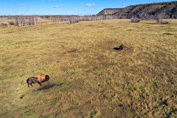 Two Wood Bisons Grazing in the Ust-Buotama nursery in Lena Pillars Nature Park, Sakha Republic, Yakutia, Russia. Aerial view. Wood bisons imported from Canada live in this place