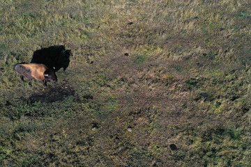 Fototapeta na wymiar Wood Bison Grazing in the Ust-Buotama nursery in Lena Pillars Nature Park, Sakha Republic, Yakutia, Russia. Aerial view. Wood bisons imported from Canada live in this place