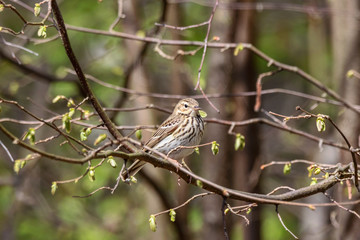 Tree pipit Anthus trivialis sitting branch of bush in early spring. Cute little songbird in wildlife.
