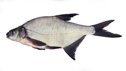 fresh fish on white background