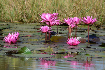 Beautiful red lotus on pond closeup. © pangcom