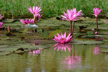 Beautiful red lotus on pond closeup.