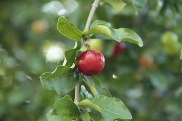 Acerola cherry on the tree with water drop, High vitamin C and antioxidant fruits.