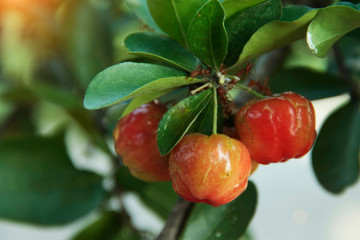 Acerola cherry on the tree with water drop, High vitamin C and antioxidant fruits.