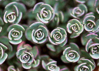 
Beautiful great and purple leaves of October stonecrop in the spring garden. Succulent plant. Nature background. (Sedum sieboldii)