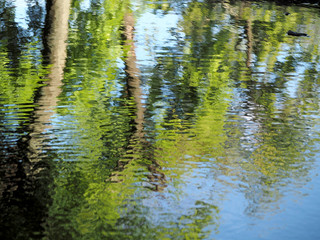 Trees reflected on the rippling surface of the water