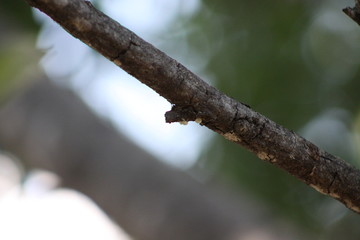 pequeña araña en la rama 
