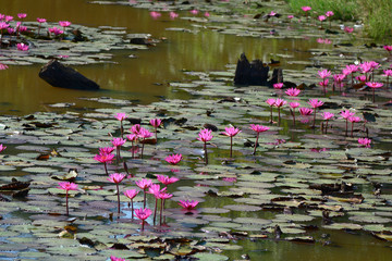 Beautiful red lotus on pond closeup. © pangcom