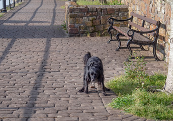 Black pet dog pooping, performing ablutions, in public space. Facing camera.