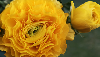Close up of lush crown of yellow Ranunculus flower and its bud against green meadow blurry...