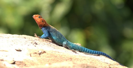 close up of a colorful agama lizard