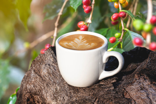 white cup of coffee or tea on wooden plate over blurred plantation of coffee tree with sun lighting.