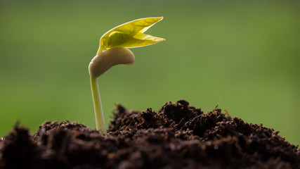 The seedling growing sprout (tree) from the rich soil