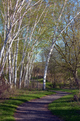 Landscape of a footpath at the edge of a birch tree forest
