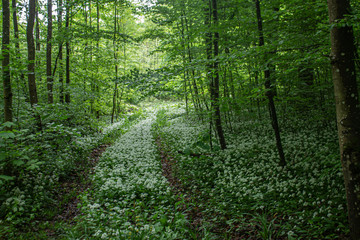 footpath in the forest