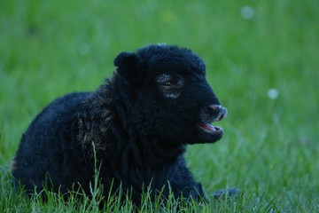 fubby lamb baby on the grass