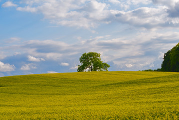 Fototapeta na wymiar Lonely tree in a canola field