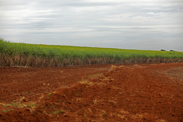 Fototapeta na wymiar planting area for sugar cane