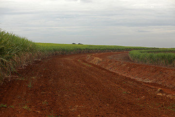 planting area for sugar cane