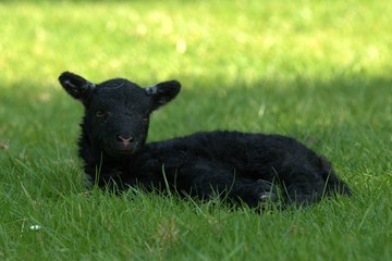 Lamb baby in the grass