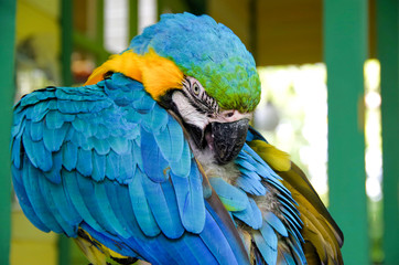 Beautiful turquoise and yellow Macaw parrot sitting on tree branch in wildlife sanctuary near...