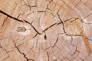 dry and dead tree stump with crack or rupture and broken texture or brown decay timber or log with hole by deforestation or drought for wood table or wooden wall arid background