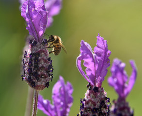 honey bee on lavender bush