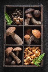 Top view of noble wild mushrooms collected in the autumn