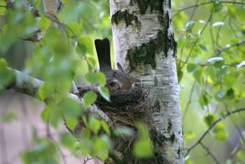 Птица в гнезде
