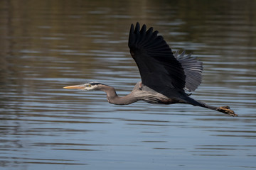 great blue heron in flight