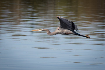 great blue heron