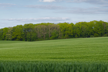 green field and trees