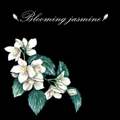 jasmine flowers on a black mystical background. Handmade watercolor. For beautiful wedding invitations, cards and cards of guests in restaurants