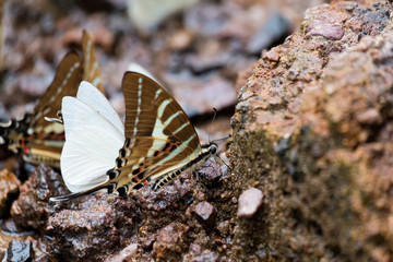 Butterfly spread their wing, eat mineral on rock, and water resource in the wild.