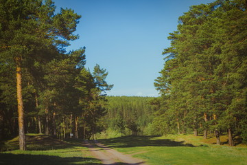 summer landscape in the forest