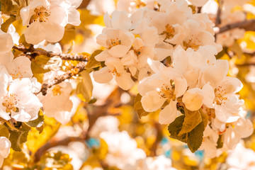 Flowering of apple tree in the orchard
