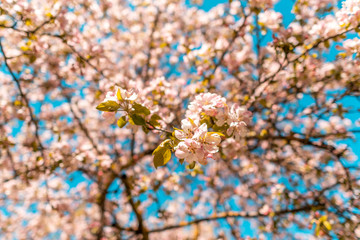Flowering of apple trees in the garden