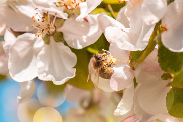 Insect bee collects nectar in an apple blossom
