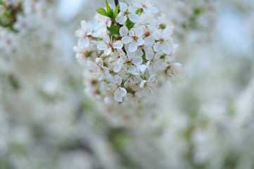 white flowers on a tree