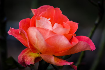 Silky light red rose flowerhead on a dark background