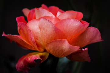 Fototapeta na wymiar Silky light red rose flowerhead on a dark background