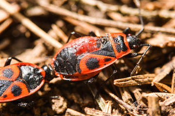 macro image of a Red Cotton Bug - Dysdercus cingulatus coupling on tree