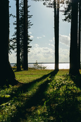 Obraz premium Summer landscape. Sparkling river in the sun among a pine forest.