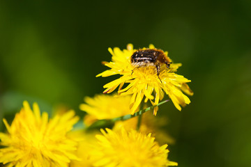 beetle on yellow flower