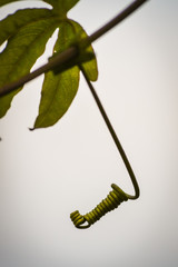 Passionflower swirl, climbing plant very close up on light background