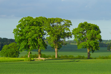 Fototapeta na wymiar Four trees in the wheat field